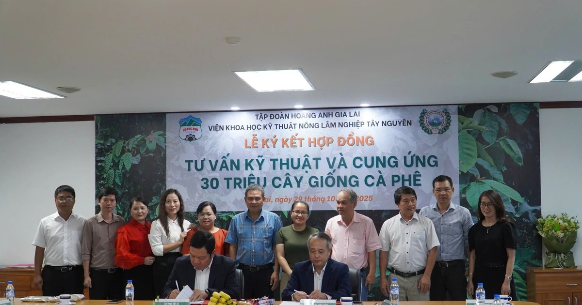 Hoàng Anh Gia Lai trồng thêm 7.000 ha cà phê tại Việt Nam và Lào