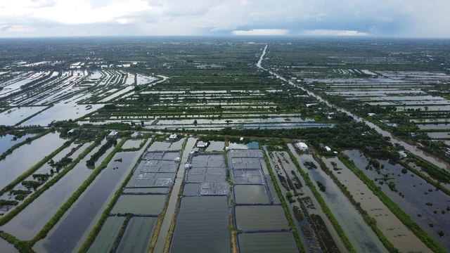 Cà Mau nhân rộng mô hình nuôi tôm tuần hoàn nước, không xả thải ra môi trường - Ảnh 1