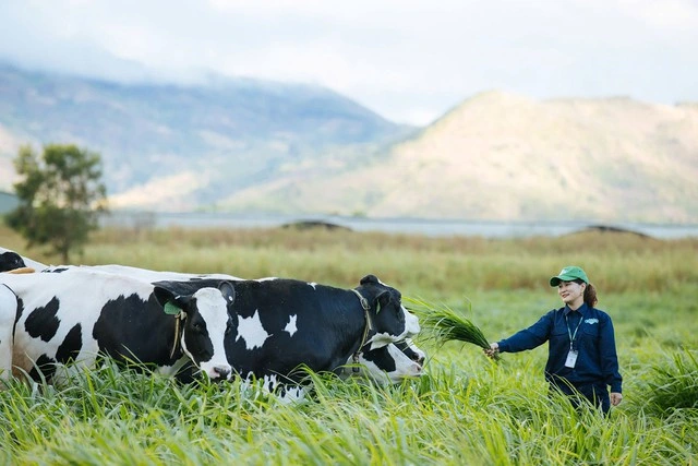 Tham vọng 'biến' Gia Lai thành thiên đường bò sữa - Ảnh 3