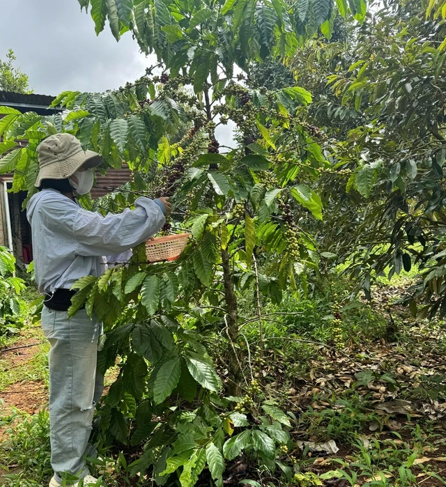 Nông dân thấp thỏm vì mưa lũ bất thường - Ảnh 1