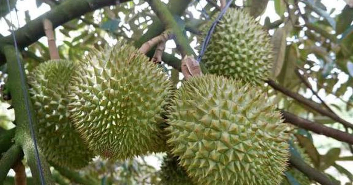 Xuất khẩu sầu riêng lại gặp khó