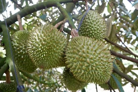 Xuất khẩu sầu riêng lại gặp khó - Ảnh 1