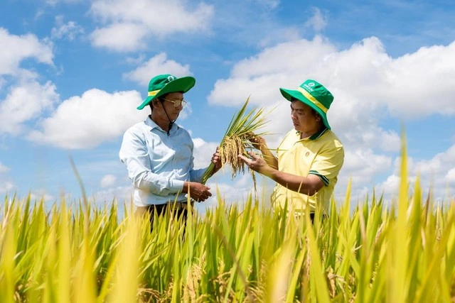 Phân Bón Cà Mau phát triển mô hình trình diễn giúp tăng năng suất cho cây lúa - Ảnh 2