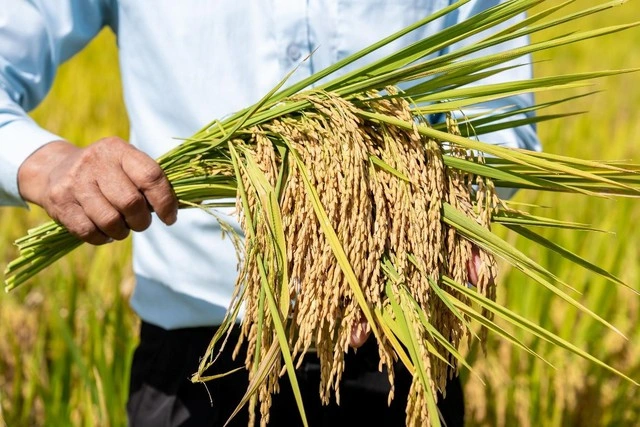 Phân Bón Cà Mau phát triển mô hình trình diễn giúp tăng năng suất cho cây lúa - Ảnh 3