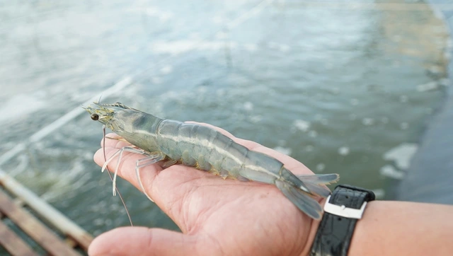 Cà Mau nhân rộng mô hình nuôi tôm tuần hoàn nước, không xả thải ra môi trường - Ảnh 5