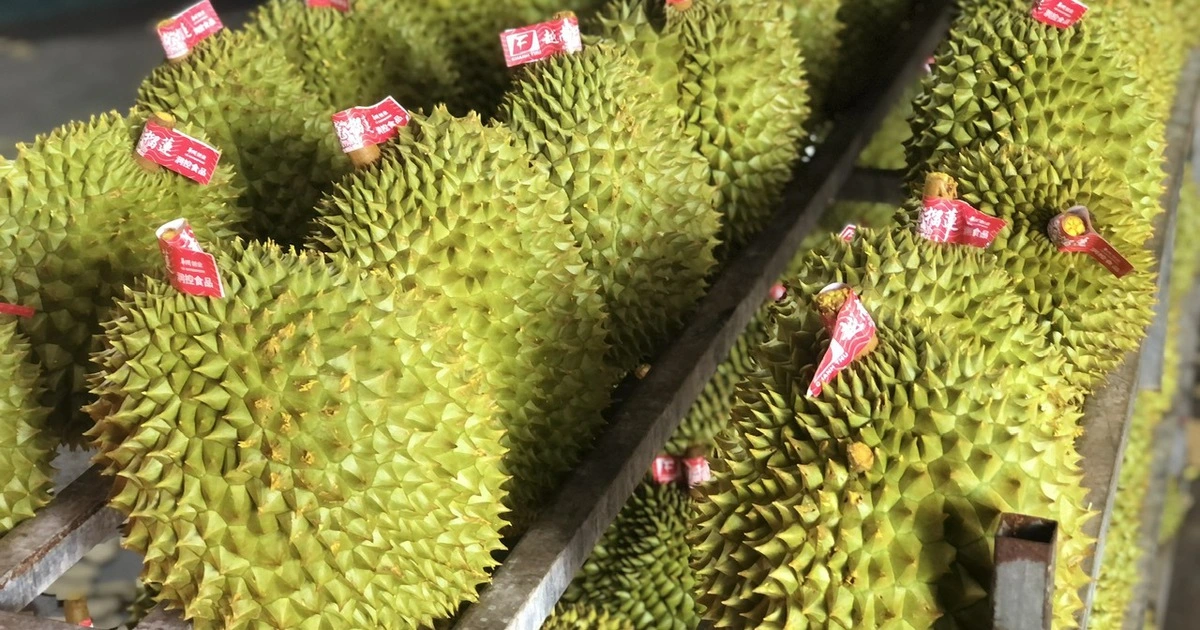 Xuất khẩu sầu riêng bị gián đoạn, Chính phủ yêu cầu làm rõ trách nhiệm