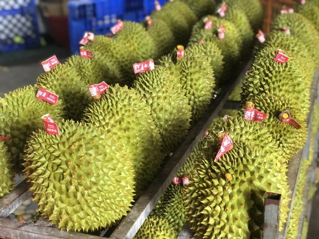 Xuất khẩu sầu riêng bị gián đoạn, Chính phủ yêu cầu làm rõ trách nhiệm - Ảnh 1