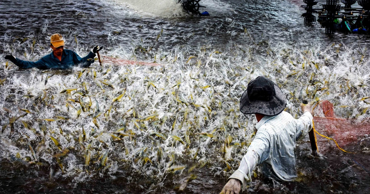 Cà Mau nhân rộng 1.500 ha nuôi tôm siêu thâm canh tuần hoàn RAS-IMTA