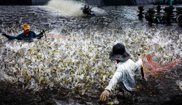 Cà Mau nhân rộng 1.500 ha nuôi tôm siêu thâm canh tuần hoàn RAS-IMTA - Ảnh 1