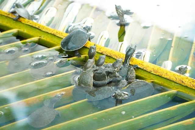 Làm giàu từ mô hình nuôi ba ba kết hợp trồng lúa và sầu riêng - Ảnh 3