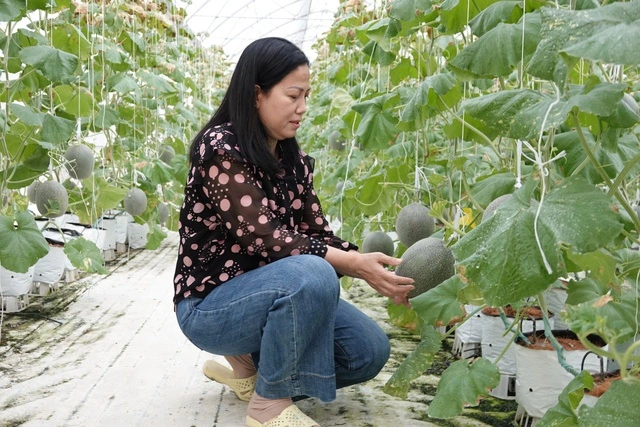 Người phụ nữ miền Tây trồng dưa lưới kết hợp làm du lịch - Ảnh 2