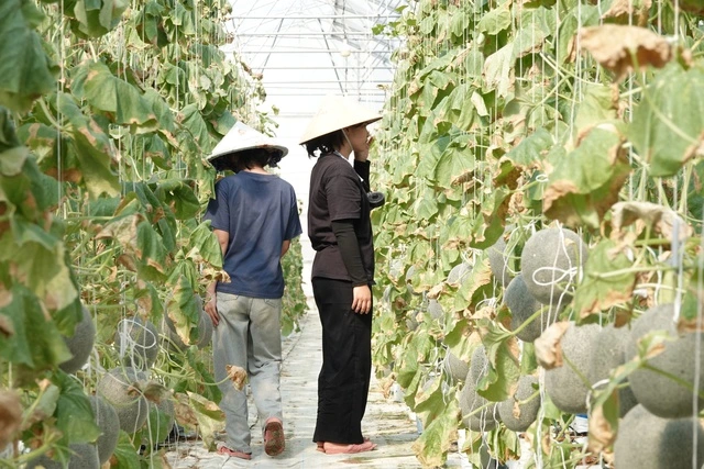 Người phụ nữ miền Tây trồng dưa lưới kết hợp làm du lịch - Ảnh 4