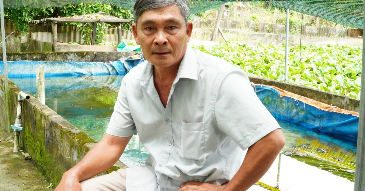 Làm giàu từ mô hình nuôi ba ba kết hợp trồng lúa và sầu riêng