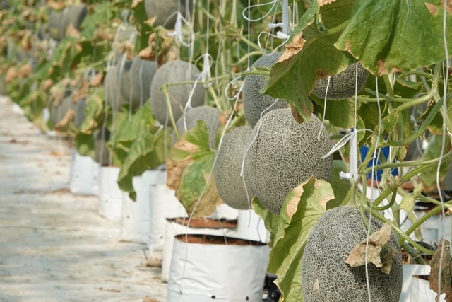 Người phụ nữ miền Tây trồng dưa lưới kết hợp làm du lịch - Ảnh 3