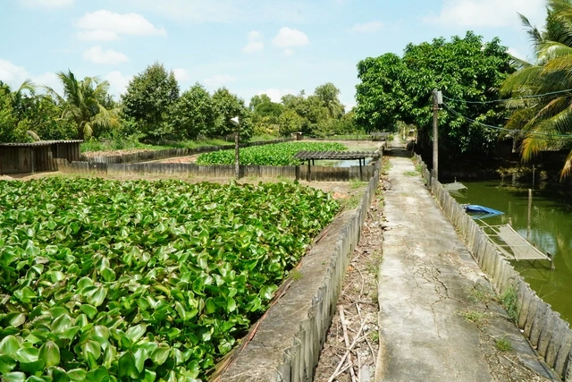 Làm giàu từ mô hình nuôi ba ba kết hợp trồng lúa và sầu riêng - Ảnh 4