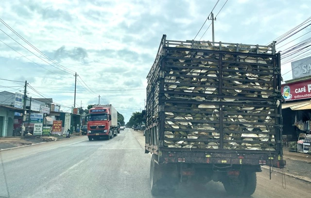Gần 2.000 container sầu riêng ở Đắk Lắk‘ nằm đường’ chờ kiểm định - Ảnh 3