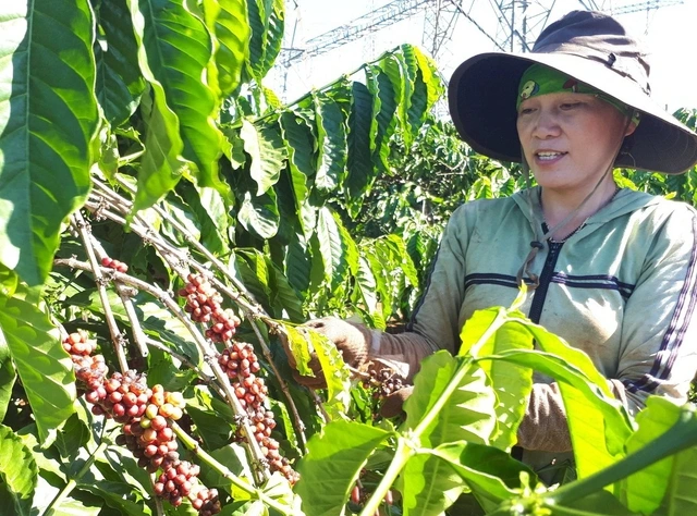 Vướng mắc hoàn thuế, kiến nghị xây dựng cơ chế hoàn tự động - Ảnh 1