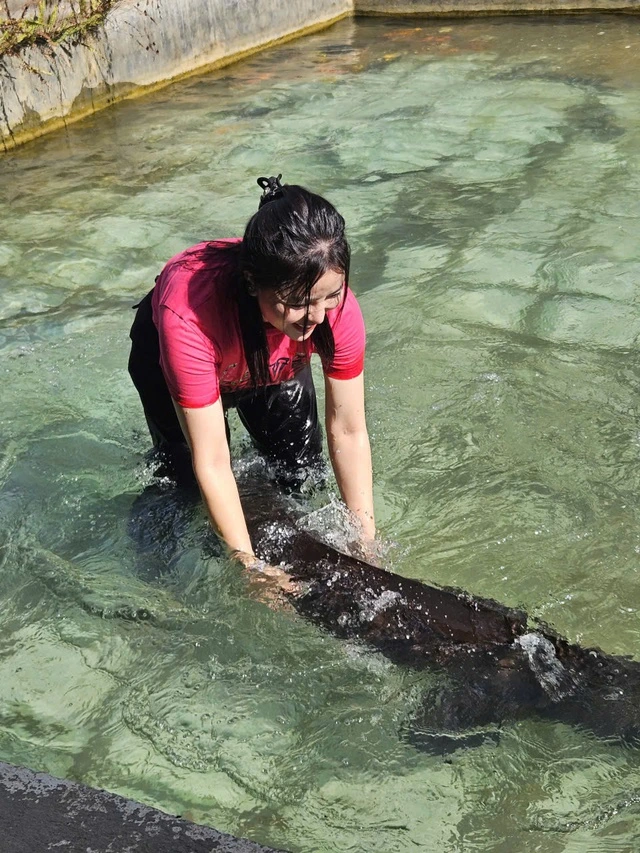 Cá tầm Siberi 50 kg nuôi ở Lai Châu góp mặt trong Tuần lễ nông sản Việt - Ảnh 2