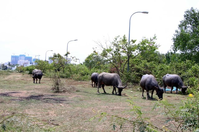 TP.HCM có 326 dự án đang giải phóng mặt bằng - Ảnh 1