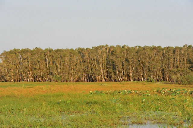 Mở rộng Khu bảo tồn Đồng Tháp Mười để chim có nơi cư ngụ - Ảnh 1
