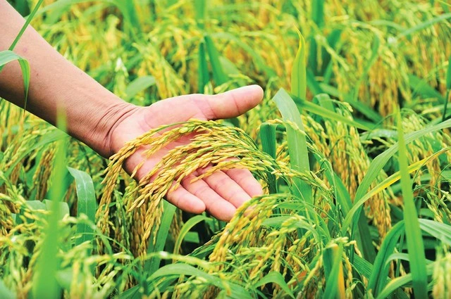 Nông nghiệp hút nhiều tỉ phú - Ảnh 1