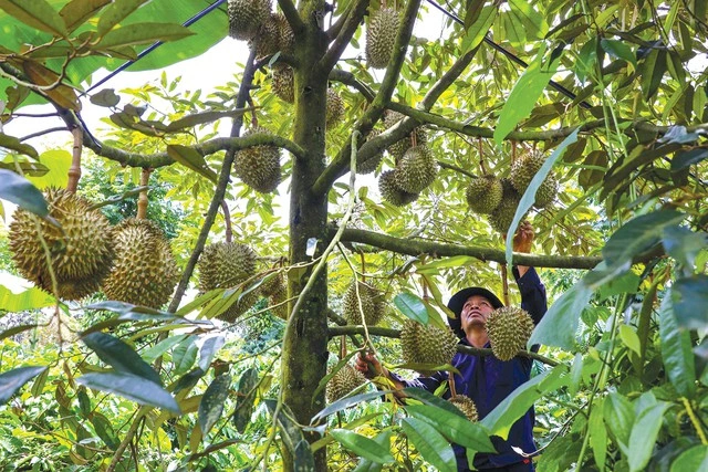 Nông nghiệp hút nhiều tỉ phú - Ảnh 4