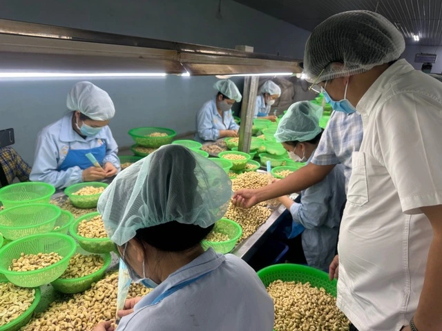 Tiếp tục cạnh tranh giảm giá, ngành điều Việt Nam khó tồn tại - Ảnh 2