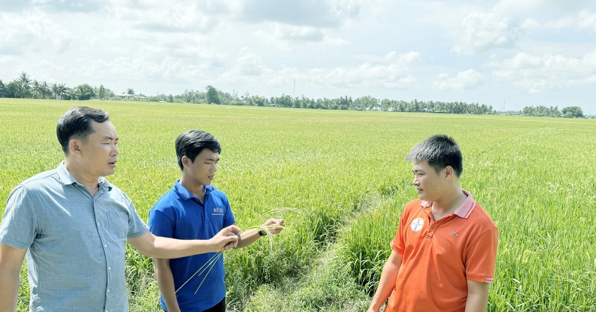 Bỏ sản xuất lúa nhỏ lẻ, nông dân miền Tây 'đổi đời' trên cánh đồng mẫu lớn