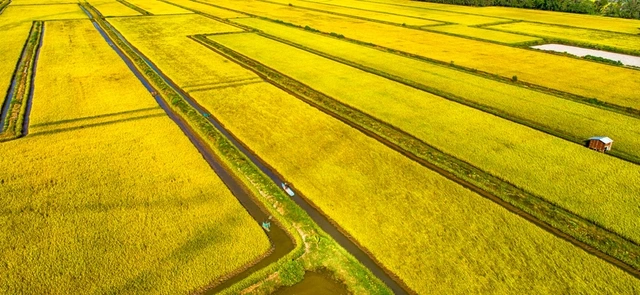 Bỏ sản xuất lúa nhỏ lẻ, nông dân miền Tây 'đổi đời' trên cánh đồng mẫu lớn - Ảnh 1