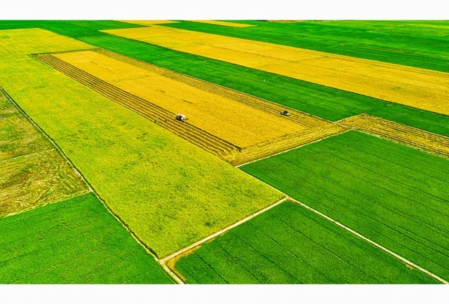 Bỏ sản xuất lúa nhỏ lẻ, nông dân miền Tây 'đổi đời' trên cánh đồng mẫu lớn - Ảnh 4