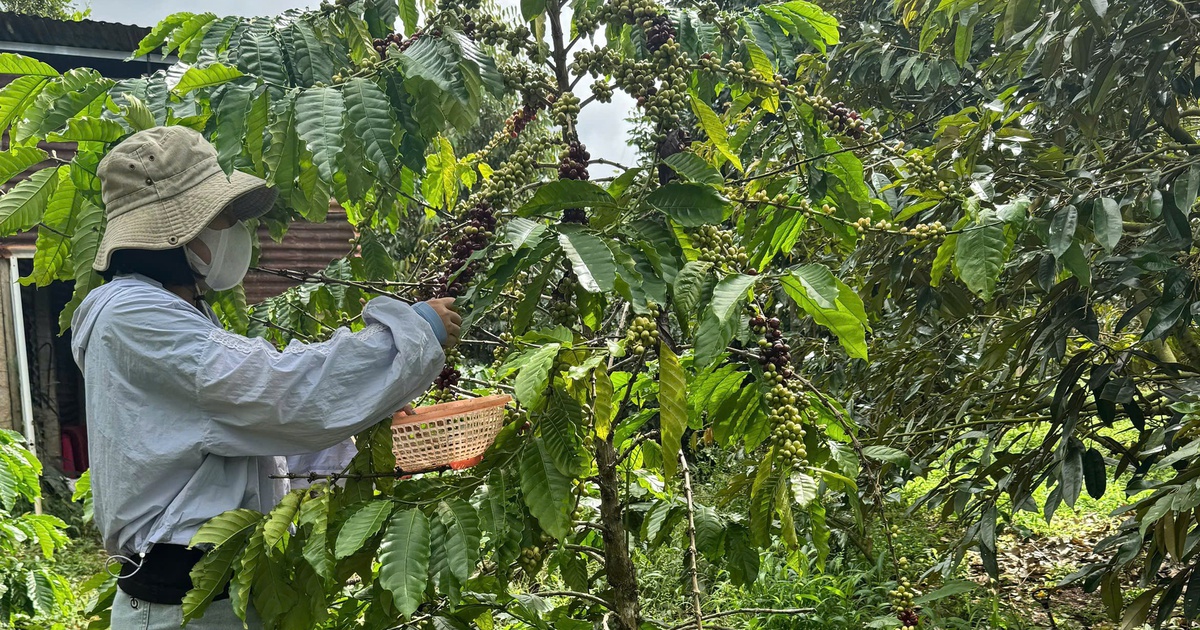 Nông dân thấp thỏm vì mưa lũ bất thường