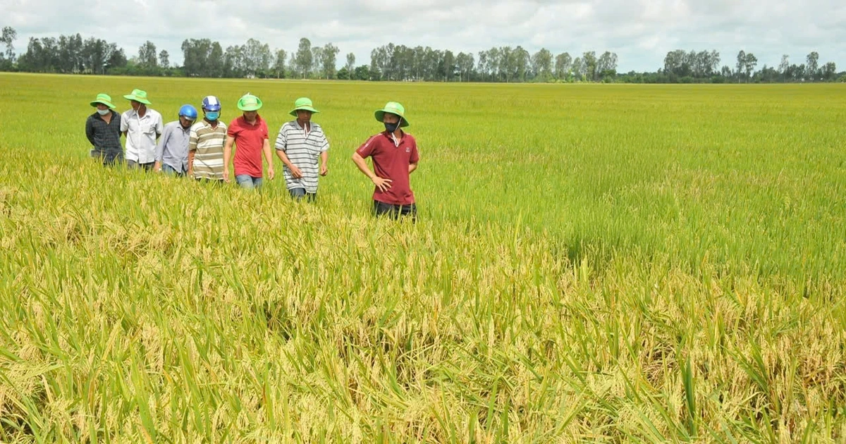 Bứt lên phía trước bằng nông nghiệp xanh