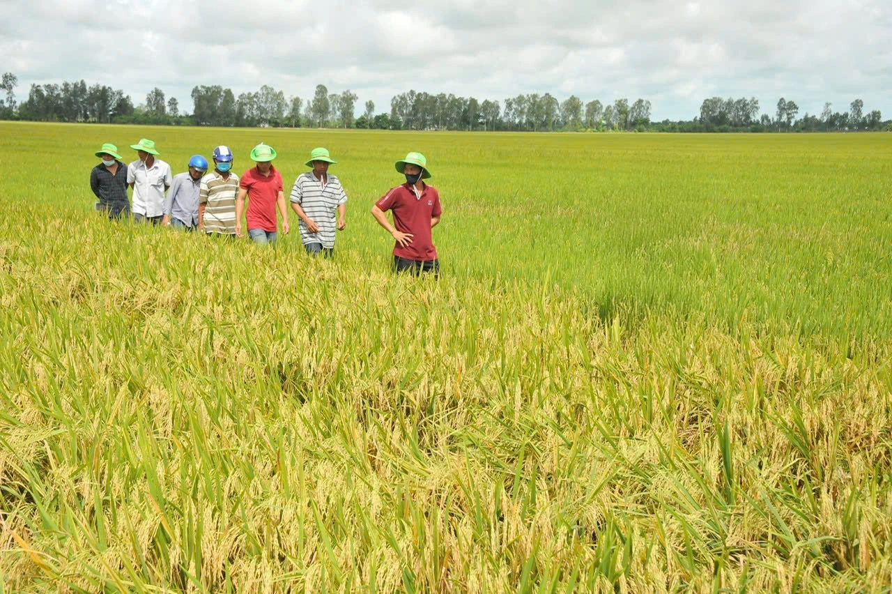 Bứt lên phía trước bằng nông nghiệp xanh - Ảnh 1