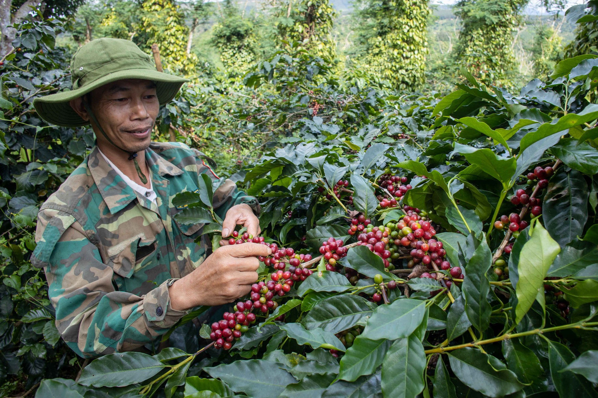 Bứt lên phía trước bằng nông nghiệp xanh - Ảnh 3