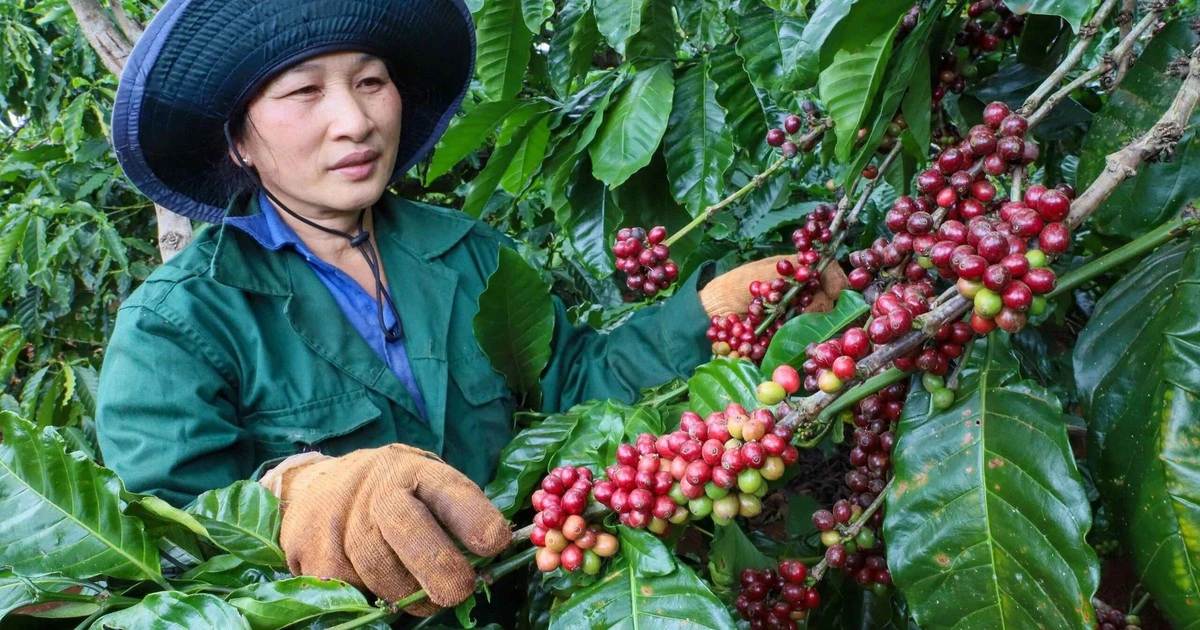 Xuất khẩu cà phê lập kỳ tích