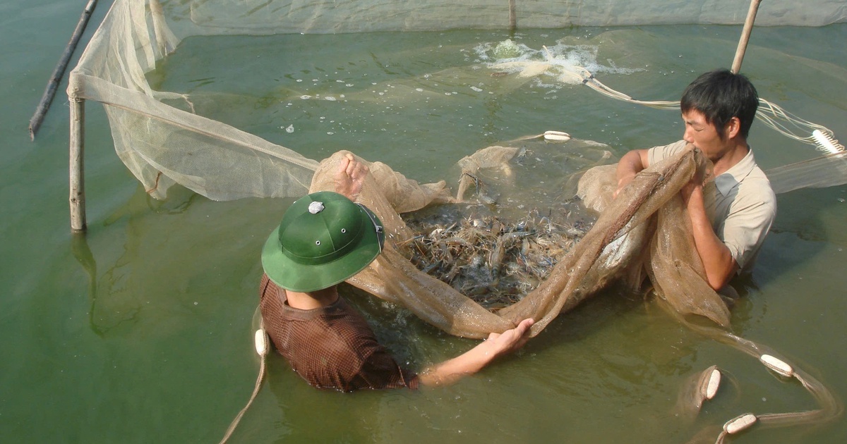 Hà Nội áp dụng kỹ thuật cao vào nuôi trồng thủy sản