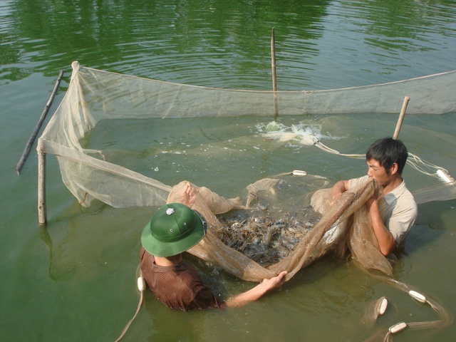 Hà Nội áp dụng kỹ thuật cao vào nuôi trồng thủy sản - Ảnh 1