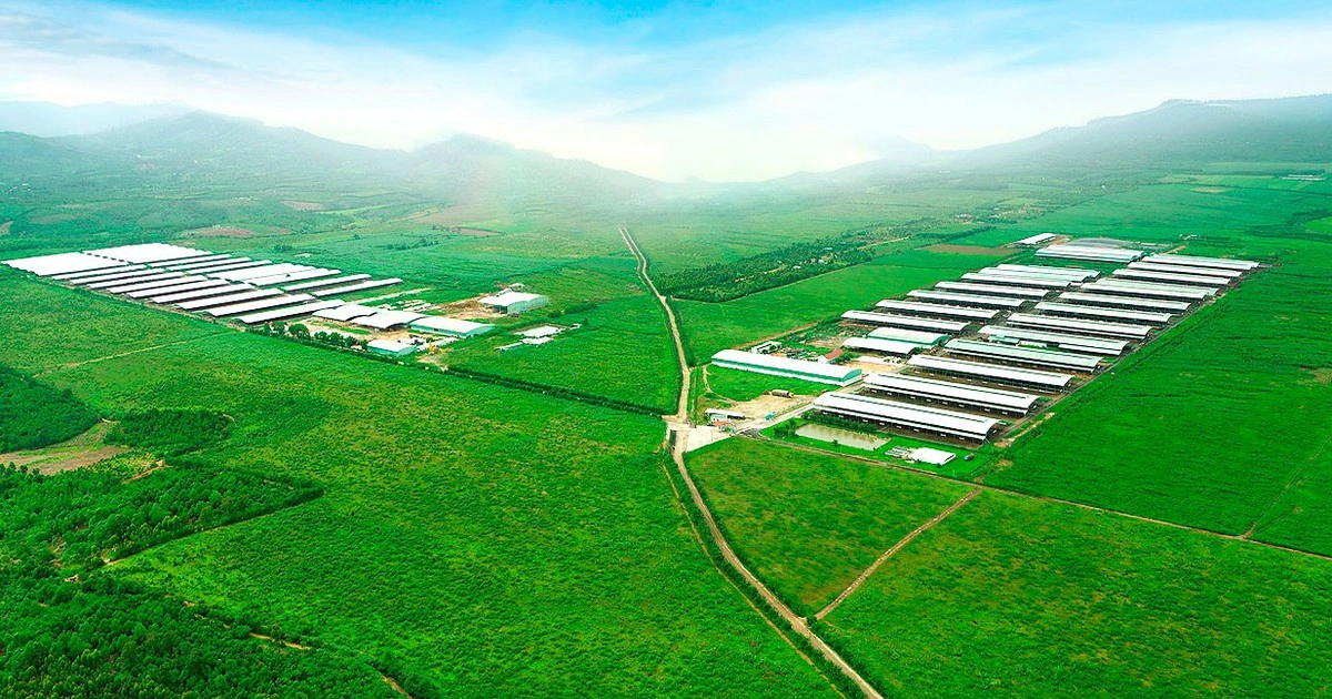 Tham vọng 'biến' Gia Lai thành thiên đường bò sữa