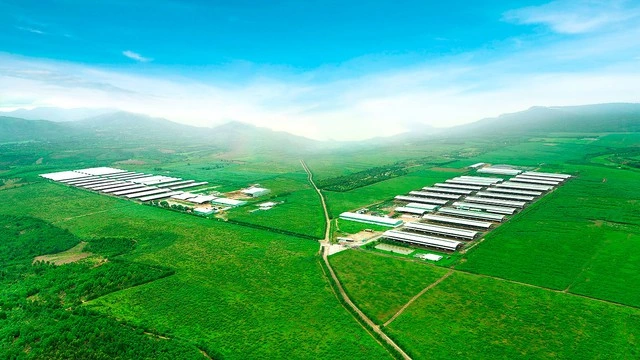 Tham vọng 'biến' Gia Lai thành thiên đường bò sữa - Ảnh 1