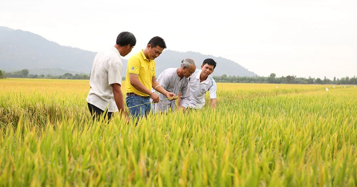 Việt Nam tăng tốc xuất khẩu sang Campuchia