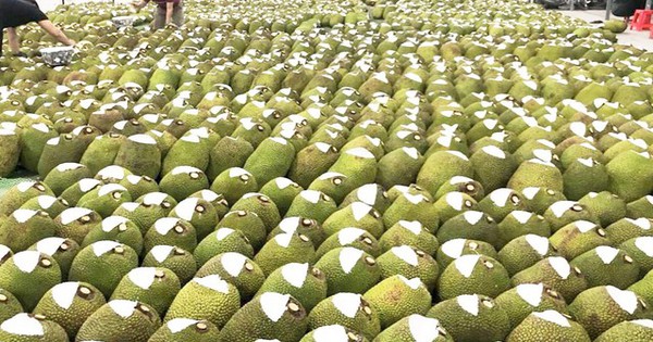 Đặc sản triệu đô của Việt Nam khiến Trung Quốc phải thừa nhận ngon hơn của nhà trồng, được ví như 'cứu tinh của thế giới' - Ảnh 1