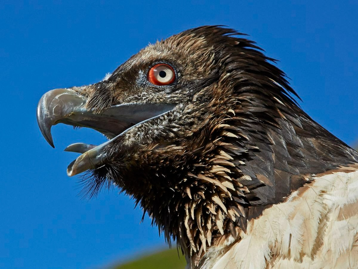 Kền kền thay đổi tập tính: Từ loài ăn xác thối trở thành 'kẻ săn mồi', hai vụ việc rúng động nước Pháp phơi bày sự thật đáng sợ - Ảnh 3