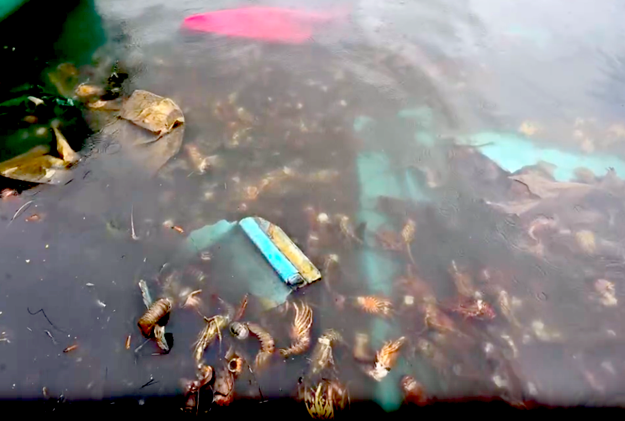 Tôm hùm chết sạch, chất đống bốc mùi hôi thối sau lũ - Ảnh 8