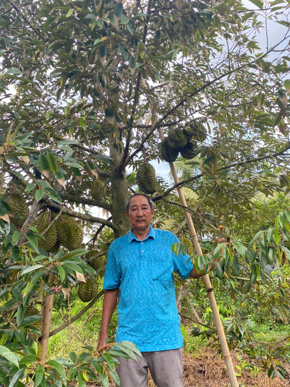 Loại sầu riêng bán 700.000 đồng/kg nhưng vẫn "cháy hàng" - Ảnh 1