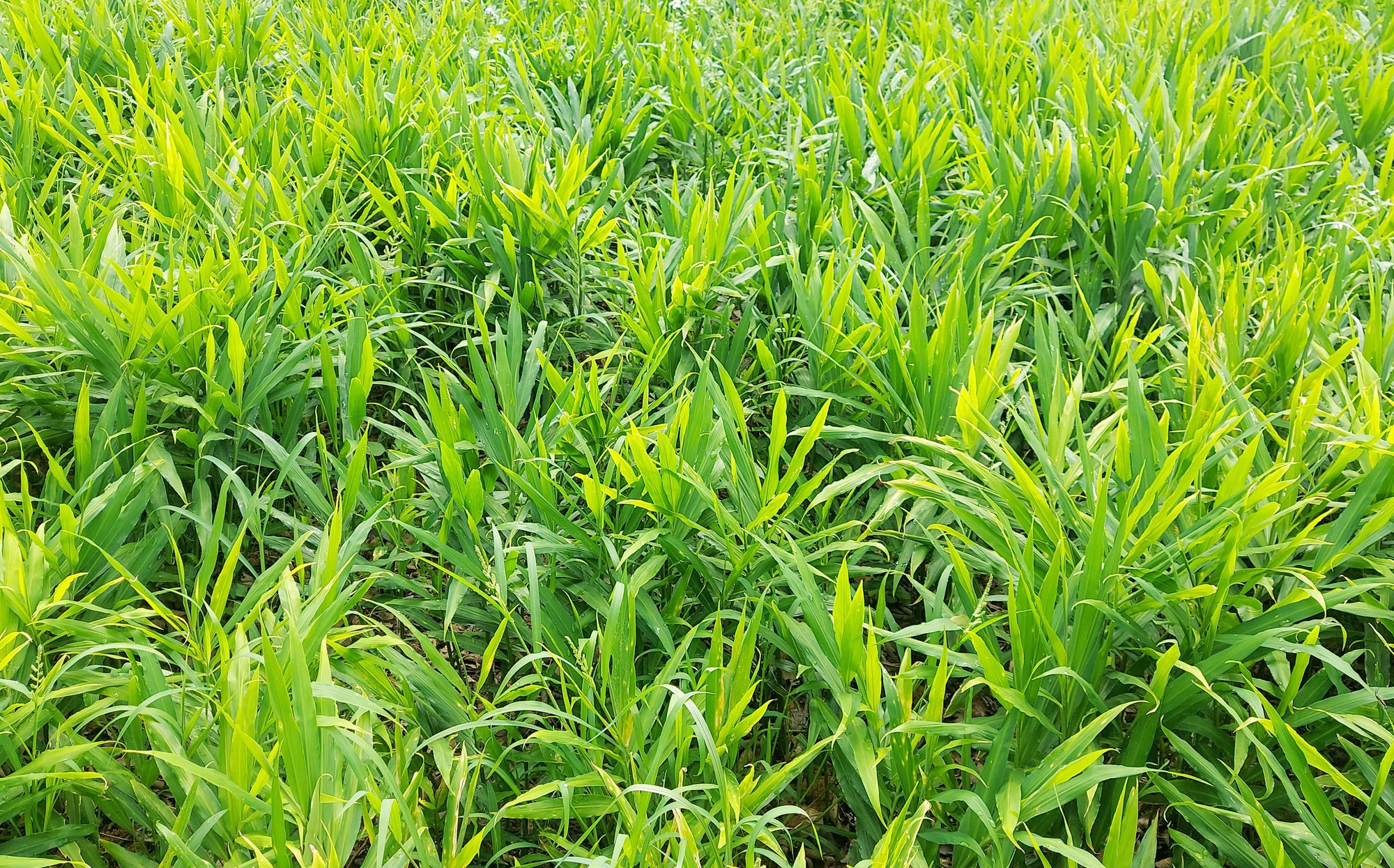 "Mỏ vàng" dưới lòng đất ở vùng cực Bắc Tổ quốc giúp nông dân có trong tay hàng trăm triệu/vụ - Ảnh 1