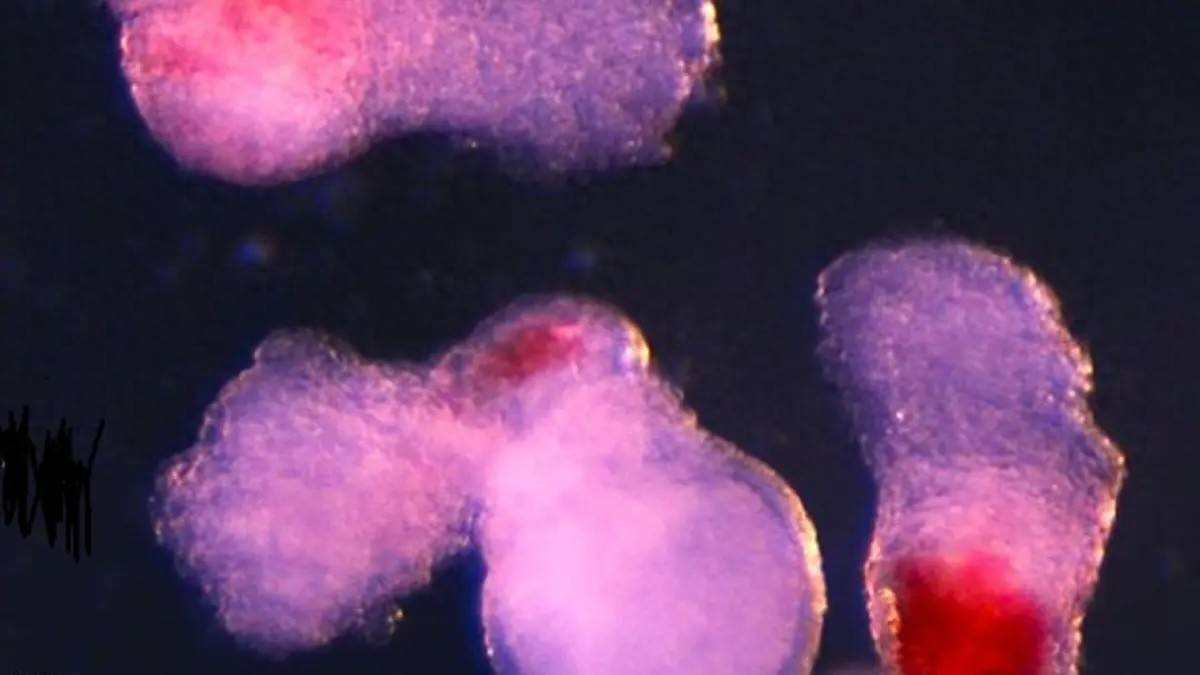 Các nhà khoa học tạo ra máu người trong phòng thí nghiệm: Bước tiến đột phá mở ra kỷ nguyên mới cho y học tái tạo - Ảnh 1