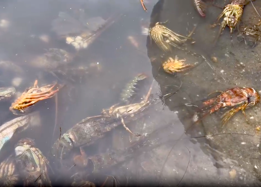 Tôm hùm chết sạch, chất đống bốc mùi hôi thối sau lũ - Ảnh 9