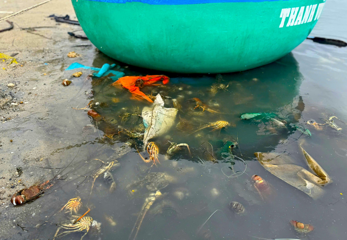 Tôm hùm chết sạch, chất đống bốc mùi hôi thối sau lũ - Ảnh 5