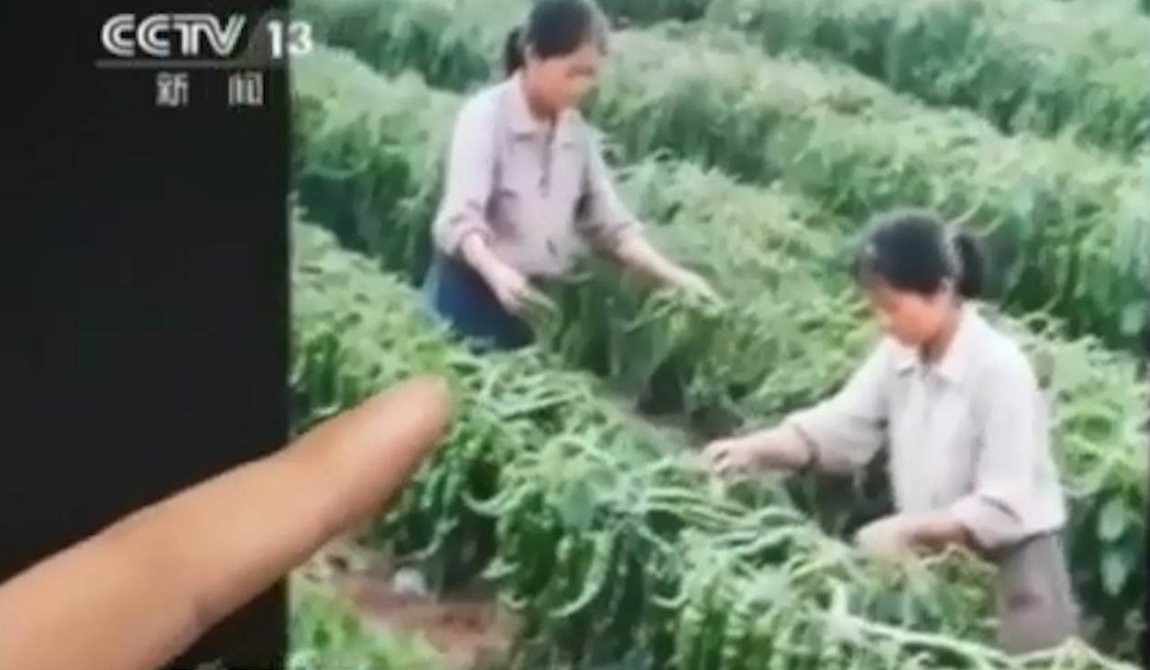 “Hồi sinh” người chết dậy bán trà, nhà vô địch Olympic đi bán trứng gà: Nhiều người "sập bẫy" - Ảnh 6