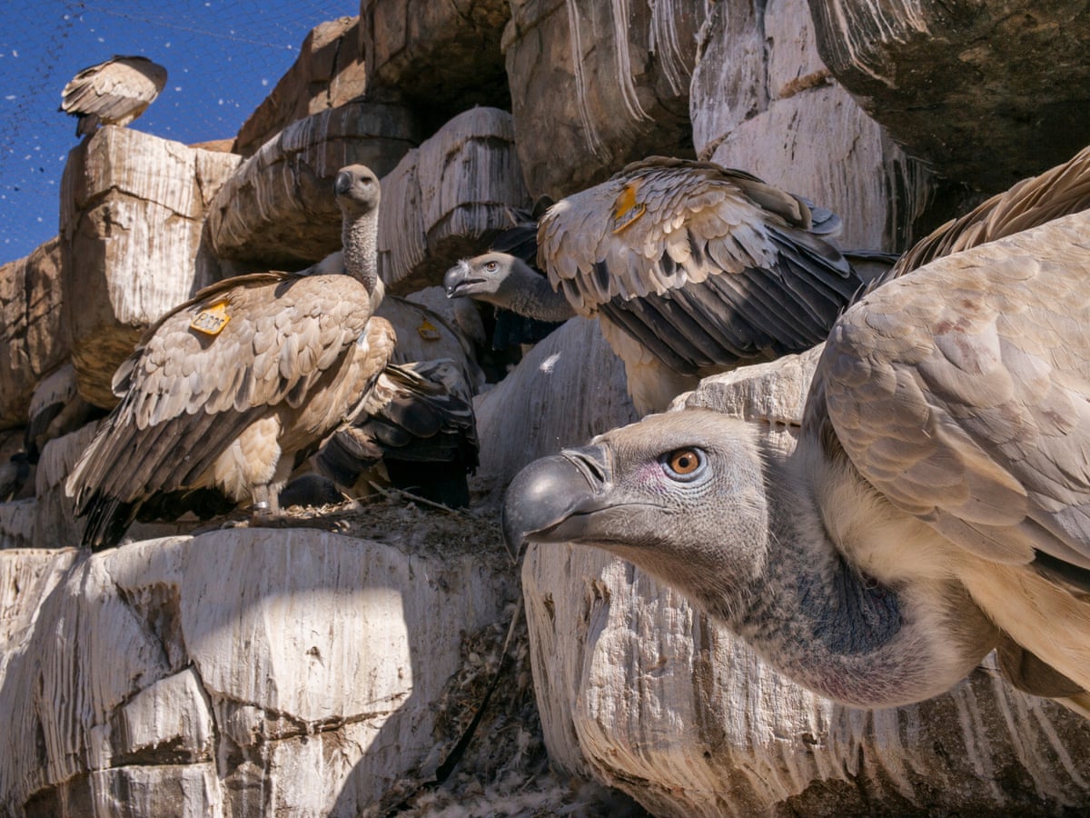 Kền kền thay đổi tập tính: Từ loài ăn xác thối trở thành 'kẻ săn mồi', hai vụ việc rúng động nước Pháp phơi bày sự thật đáng sợ - Ảnh 2